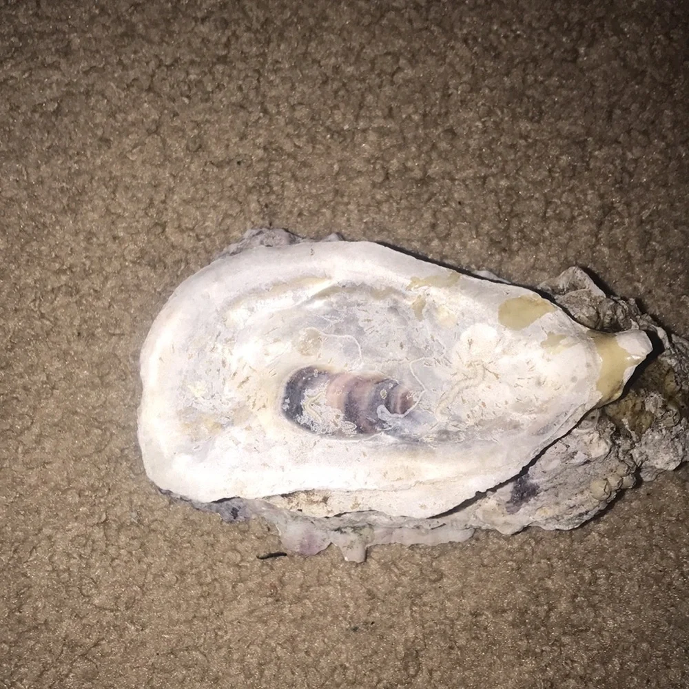 Hand Crafted oyster jewelry